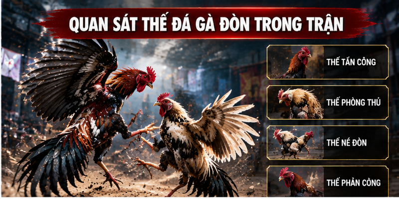 Quan sát thế đá gà đòn trong trận