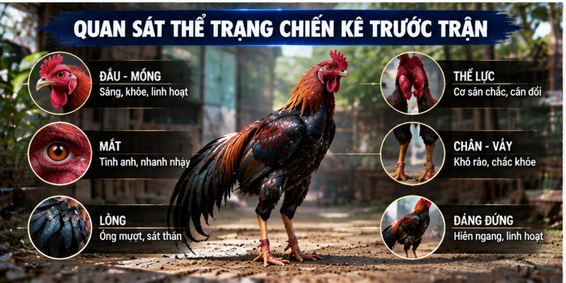 Quan sát thể trạng chiến kê trước trận